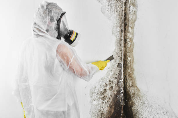 Best Commercial Mold Inspection  in Campbellsburg, KY