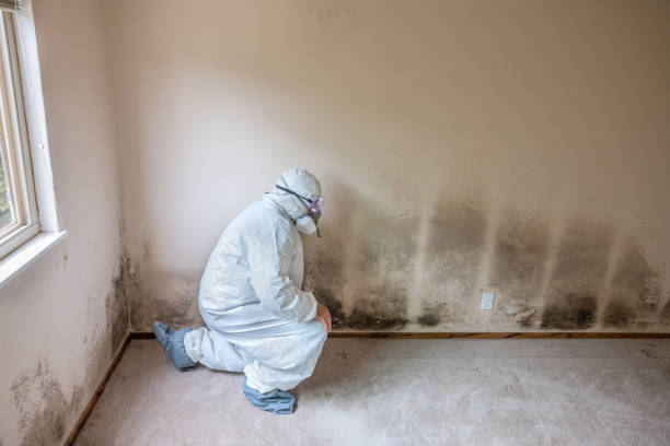 Trusted Campbellsburg, KY Mold Remediation Experts